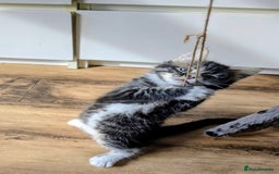 Mixed Breed cats for sale: Adorable kittens for sale - Image 16