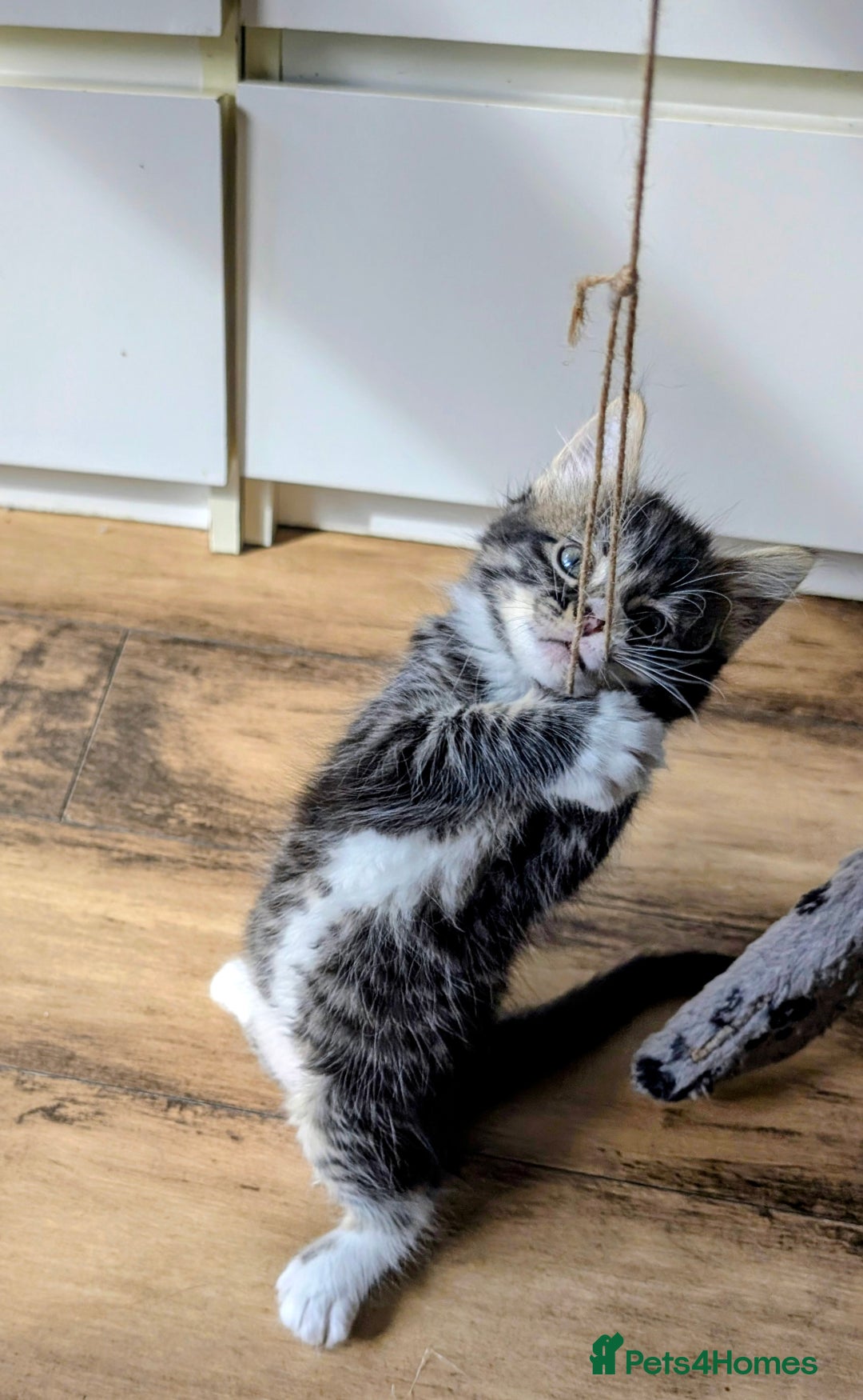 Mixed Breed cats for sale: Adorable kittens for sale - Image 16