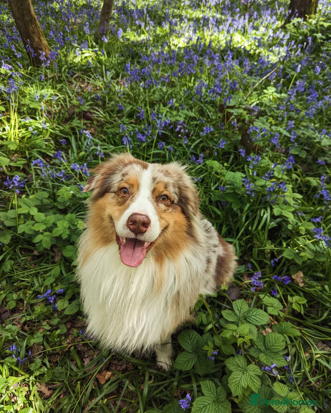 Australian Shepherd dogs for stud: Proven HT KC Champ Red Merle Australian Shep Stud in Bromley - Advert 8