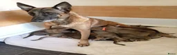 Mixed Breed dogs for sale: Belgian Malinois X Greyhound  - Advert 5