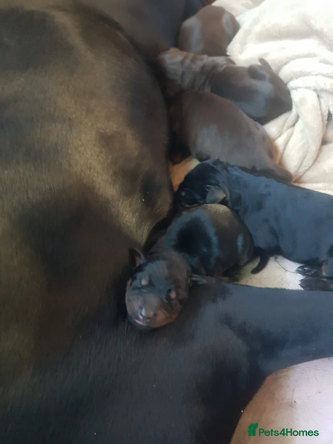 Dobermann dogs for sale: Adorable Doberman puppies  - Advert 8