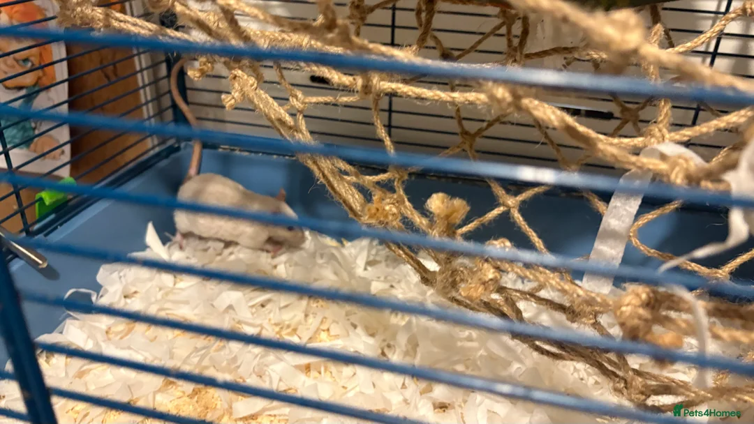 Rat rodents for sale: Rats for sale in Westbury - Advert 1