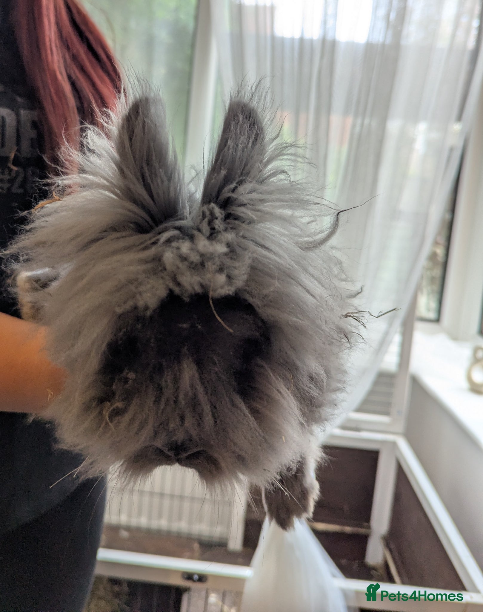 Lionhead rabbits Male Rabbit  - Advert 4