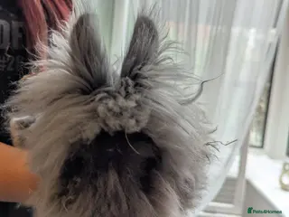 Lionhead rabbits Male Rabbit - Advert 4