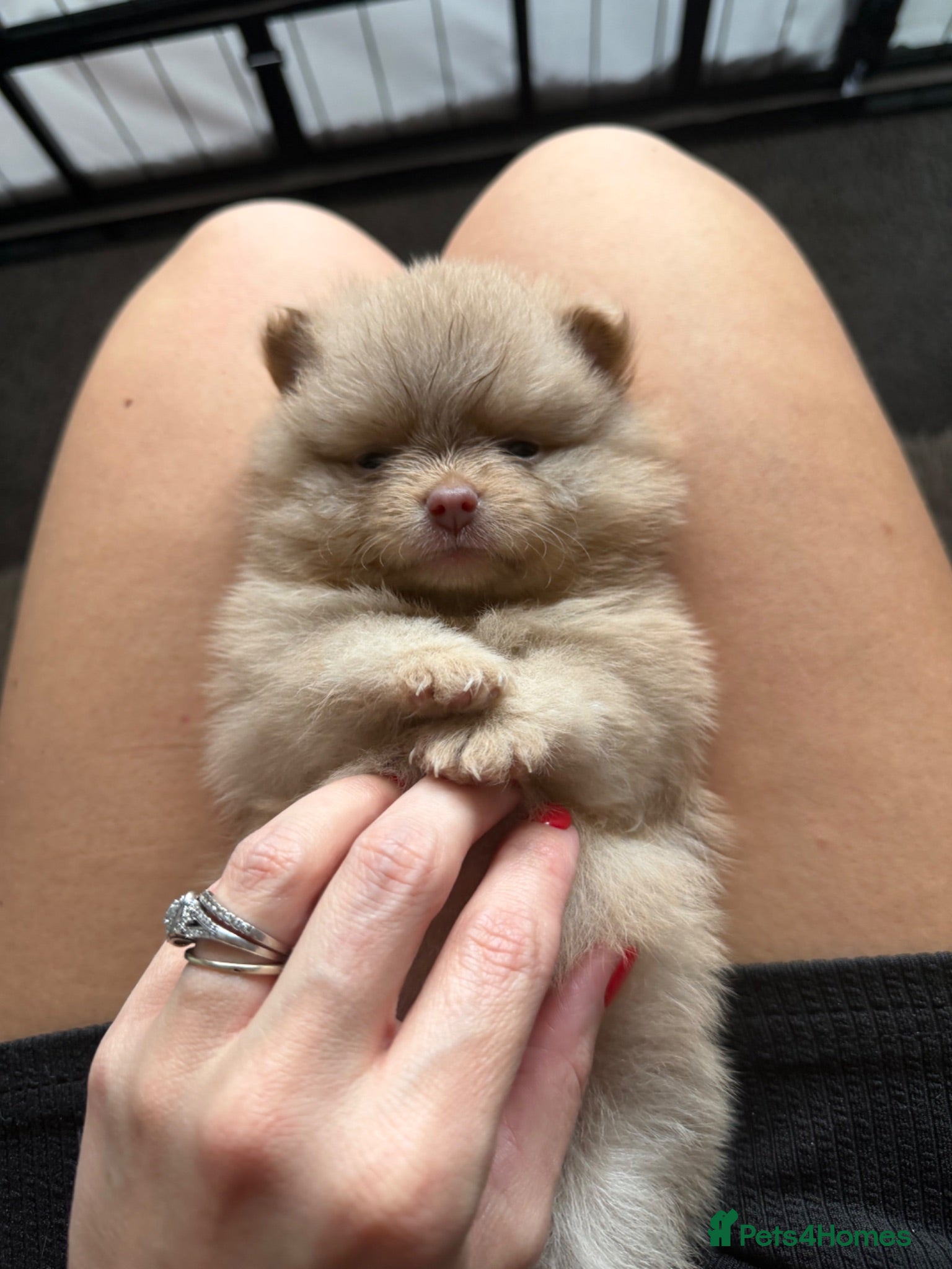 Pomeranian dogs OUTSTANDING TINY POMERANIAN PUPPIES 🐾 - Advert 2