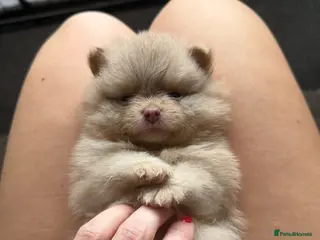Pomeranian dogs OUTSTANDING TINY POMERANIAN PUPPIES 🐾 - Advert 2