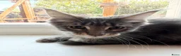 Maine Coon cats for sale: Sad sale big beautiful Maine coon boy TICA in Redhill - Advert 10