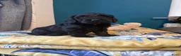 Cockapoo dogs for sale: Gorgeous F1 puppies for sale - Advert 11