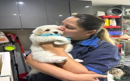 Coton De Tulear dogs for sale: 2 Stunning coton de Tulear girls - Image 10
