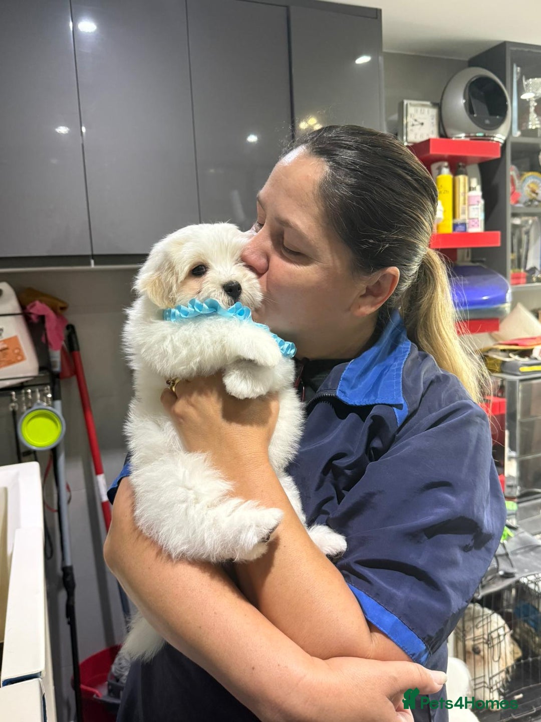 Coton De Tulear dogs for sale: 2 Stunning coton de Tulear girls - Image 10