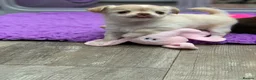 Chihuahua dogs for sale: 5* LICENSED. Gorgeous KC Chihuahua GIRLS - Advert 5