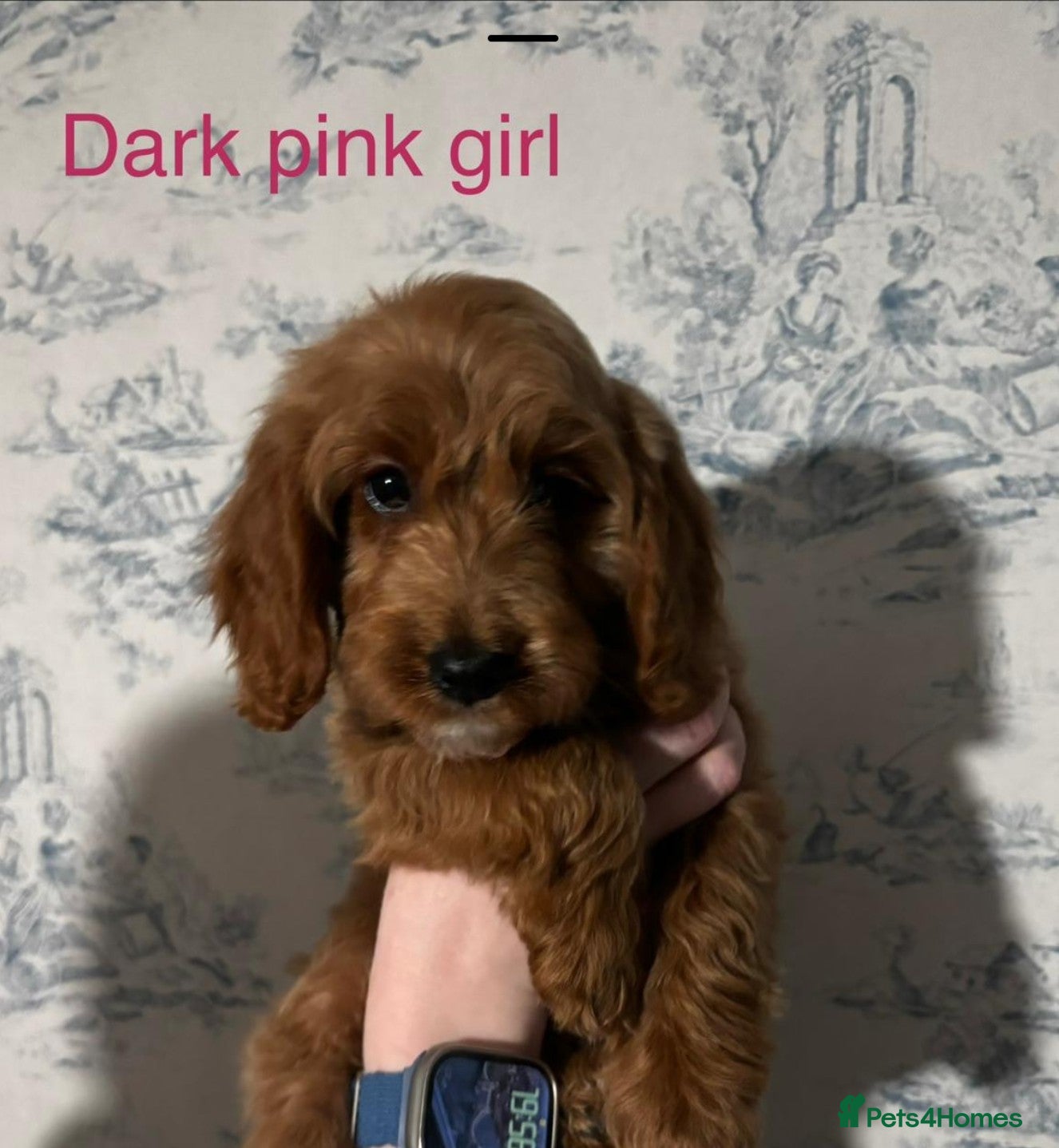 Cockapoo dogs Beautiful F1b Cockerpoo Puppies – - Advert 1