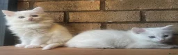 Turkish Angora cats for sale: Kittens available for loving homes - Advert 20