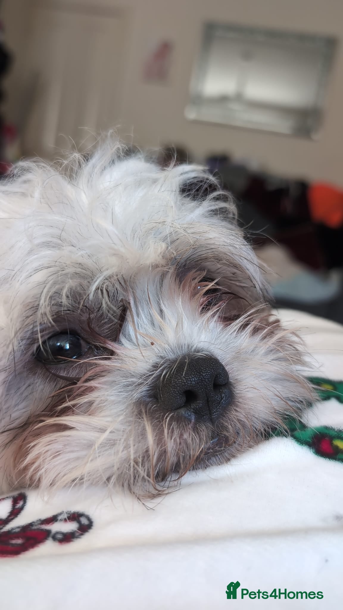 Shih Tzu dogs Shih tzu (for stud not forsale - Advert 18