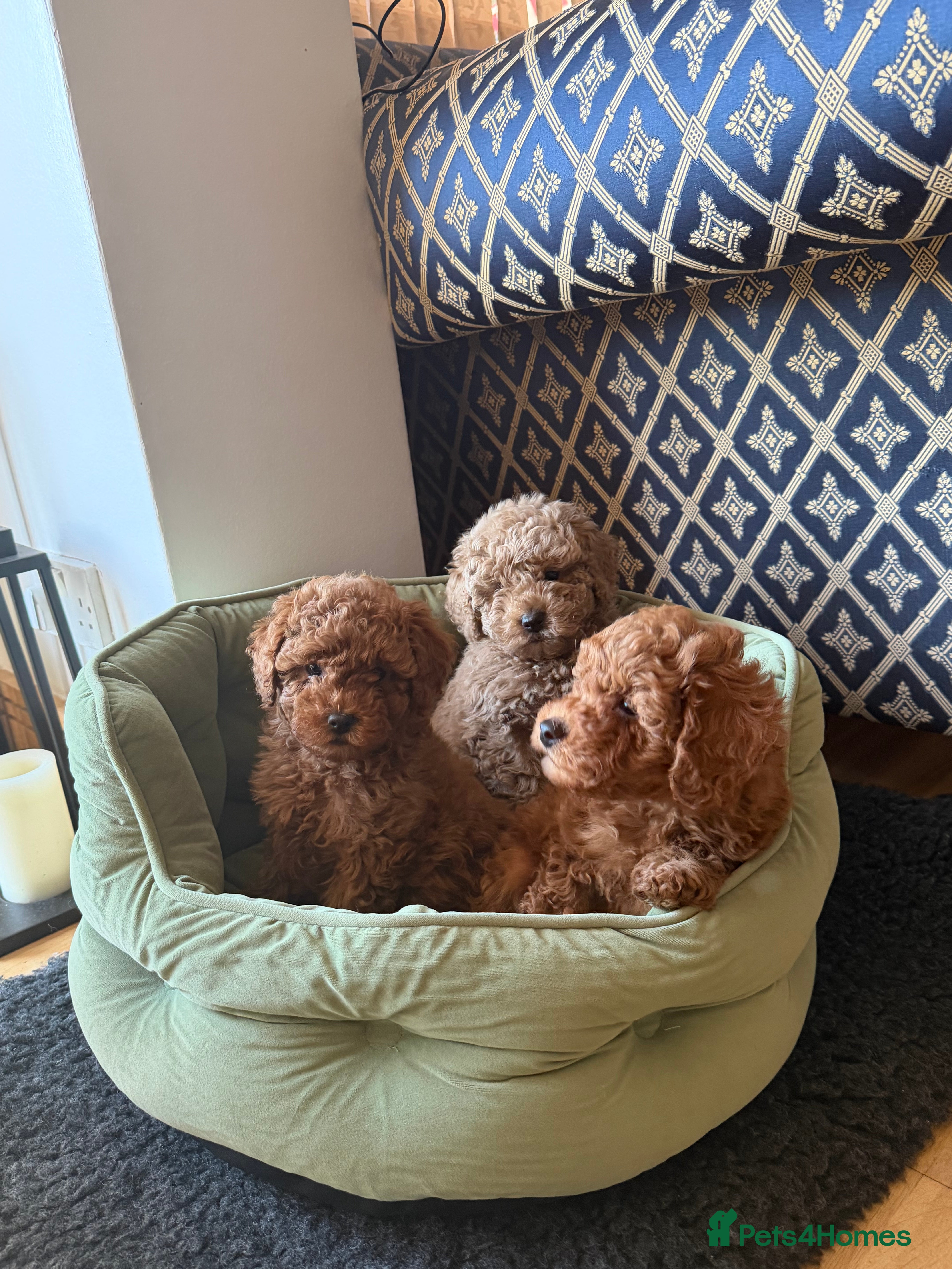Maltipoo dogs Beautiful red multipoo for sale 2 boys 1 girl - Advert 3