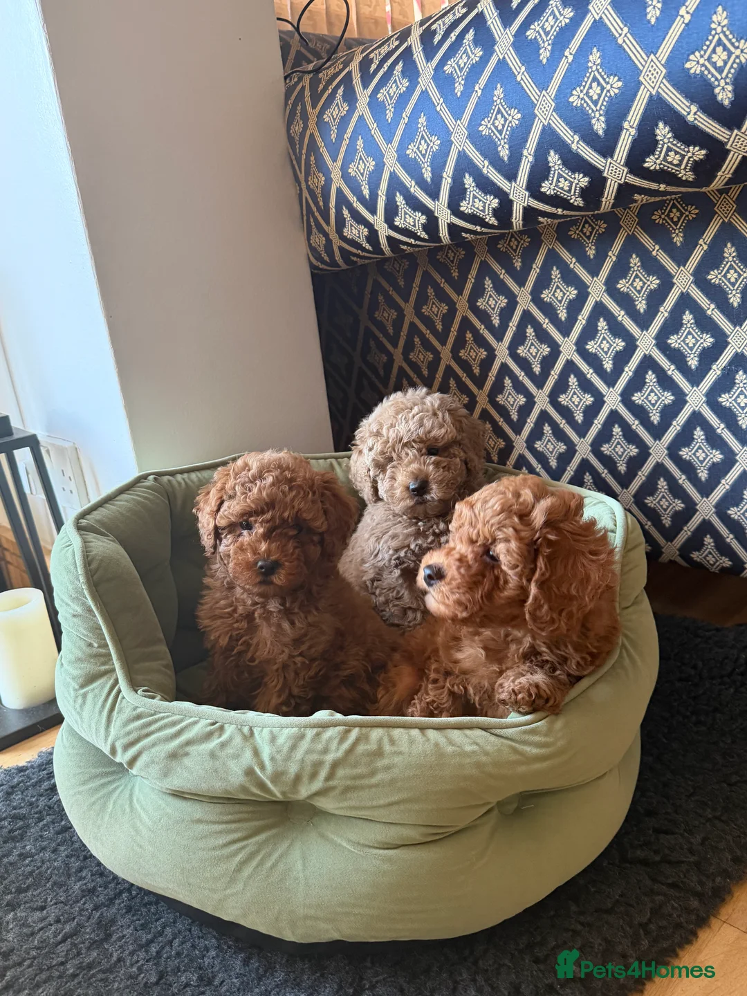 Maltipoo dogs for sale: Beautiful red multipoo for sale 2 boys 1 girl - Advert 11