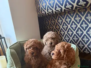 Maltipoo dogs Beautiful red multipoo for sale 2 boys 1 girl - Advert 3