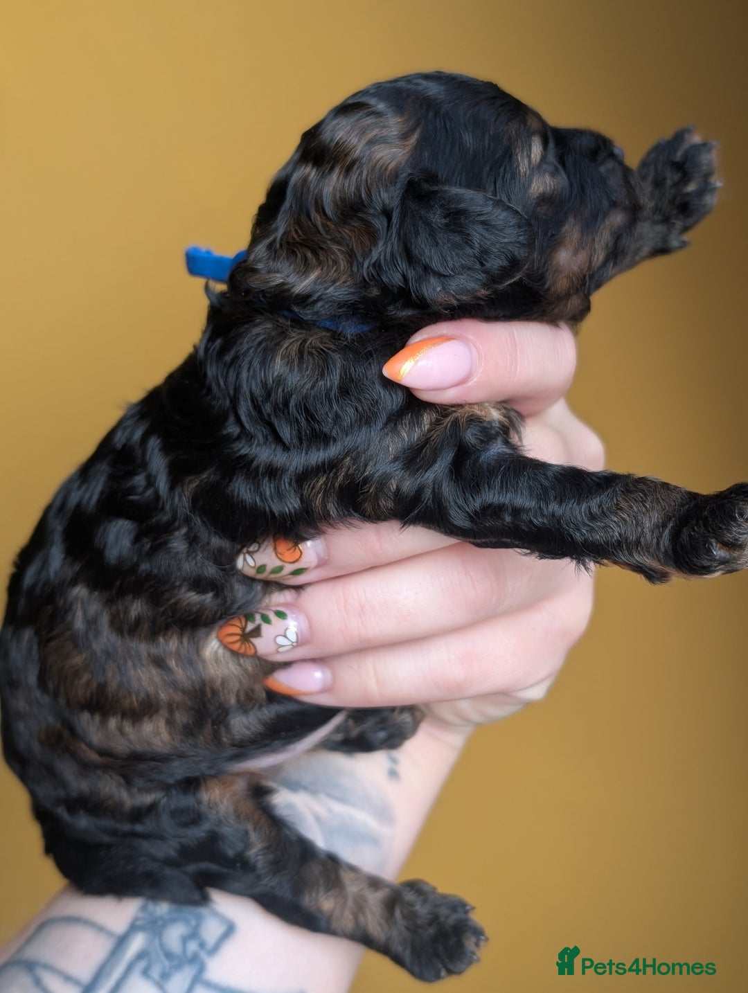 Toy Poodle dogs for sale: Sable/augoti toy poodle  - Image 2