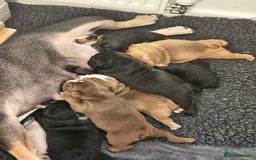 English Bulldog dogs for sale: KC Reg Champion Bloodlines 1 Girl Left £ 2800 - Image 31