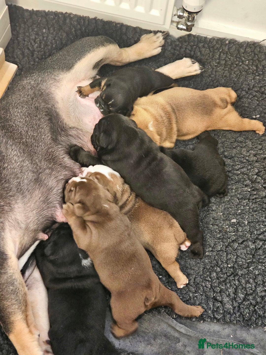English Bulldog dogs for sale: KC Reg Champion Bloodlines 1 Girl Left £ 2800 - Image 31