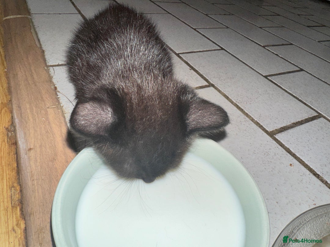 Mixed Breed cats for sale: 2 and half month old kittens for adoption! - Image 5