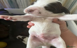Sprocker dogs for sale: Beautiful Sprocker puppies  - Image 34