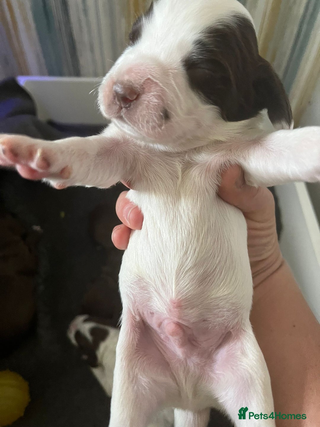 Sprocker dogs for sale: Beautiful Sprocker puppies  - Image 34