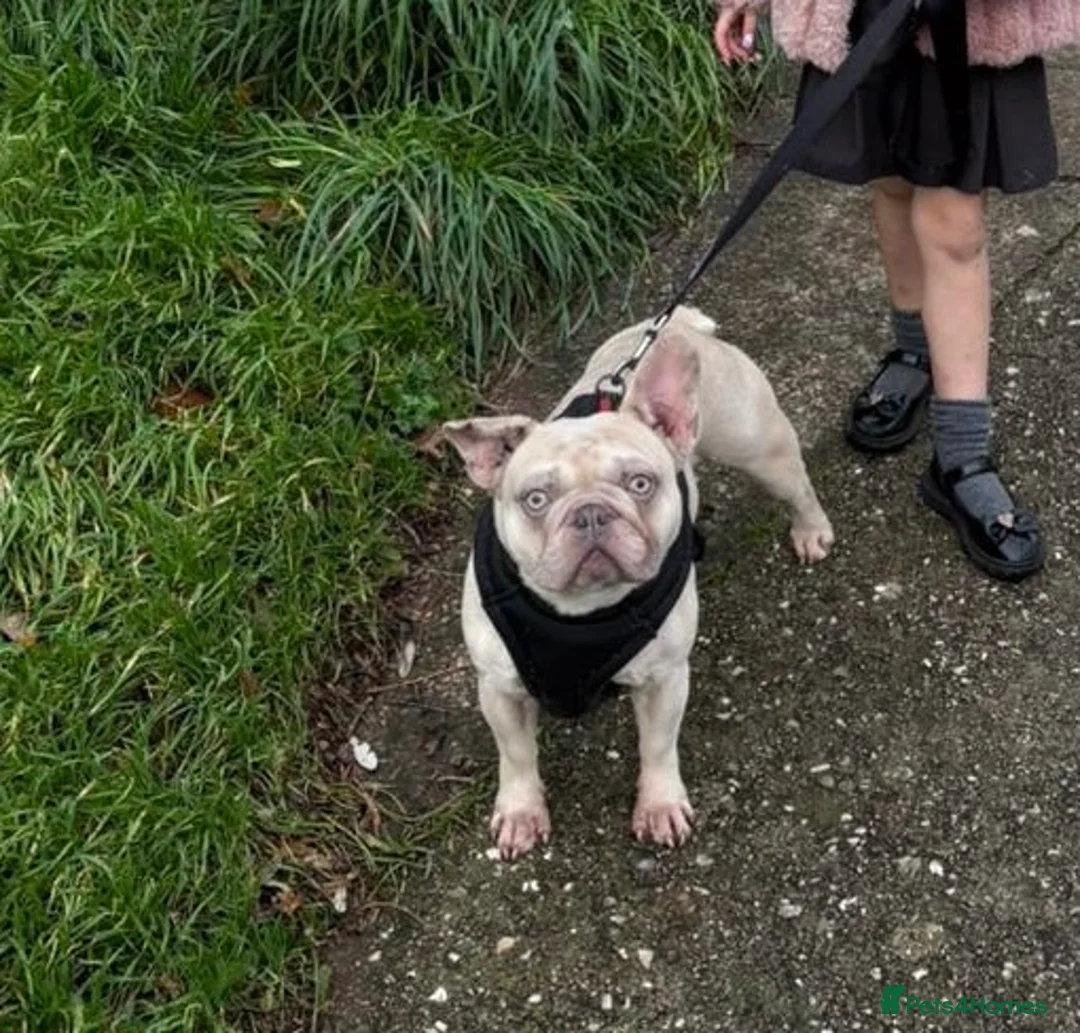 French Bulldog dogs for sale: 4 year old French bulldog - Advert 1