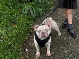 French Bulldog dogs 4 year old French bulldog - Advert 1