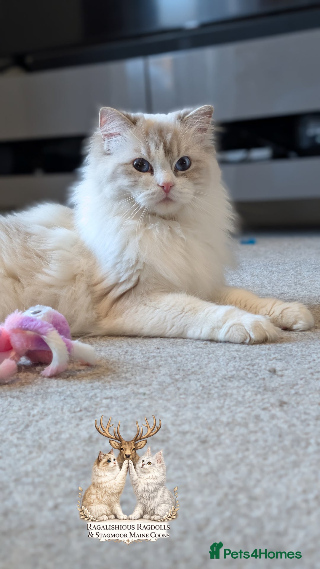 Ragdoll cats for sale: European TICA Blue Lynx Bicolour Champion Pedigree - Advert 5