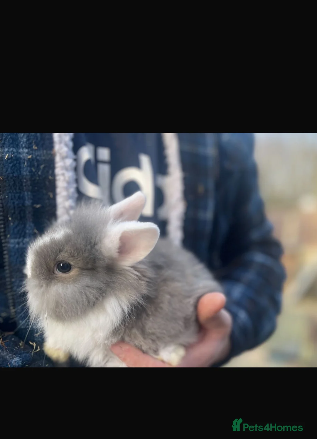 Lionhead rabbits for sale: Beautiful Lionhead babies  - Advert 16