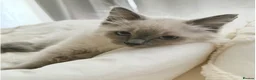Ragdoll cats for sale: Beautiful 7 Month Old Male Ragdoll  - Advert 3