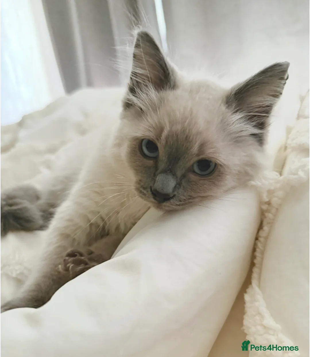 Ragdoll cats for sale: Beautiful 7 Month Old Male Ragdoll  - Advert 3