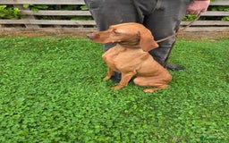 Hungarian Vizsla dogs for sale: 🧡 beautiful retired gundog Vizsla 🧡 - Image 5