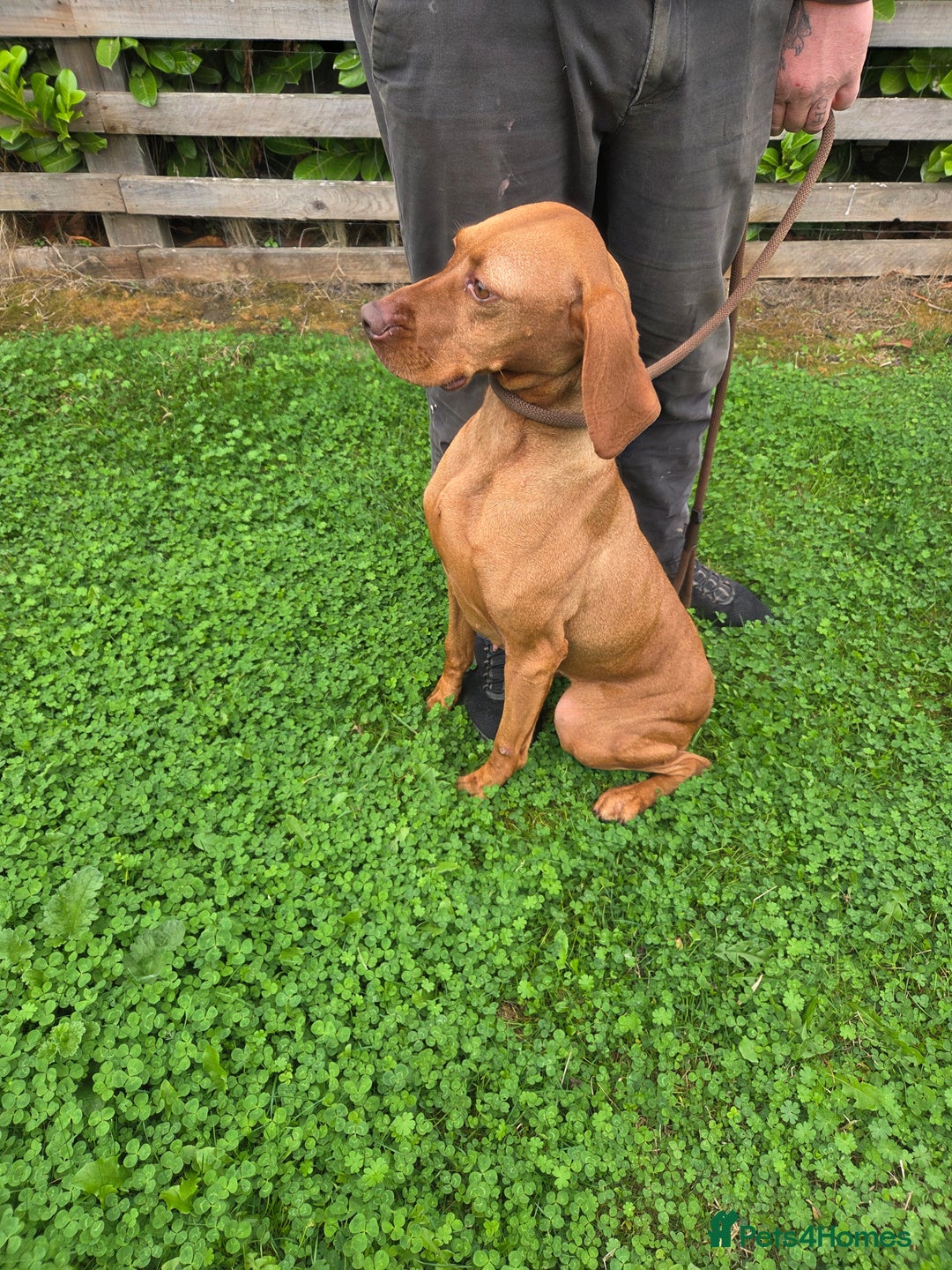 Hungarian Vizsla dogs for sale: 🧡 beautiful retired gundog Vizsla 🧡 - Image 5