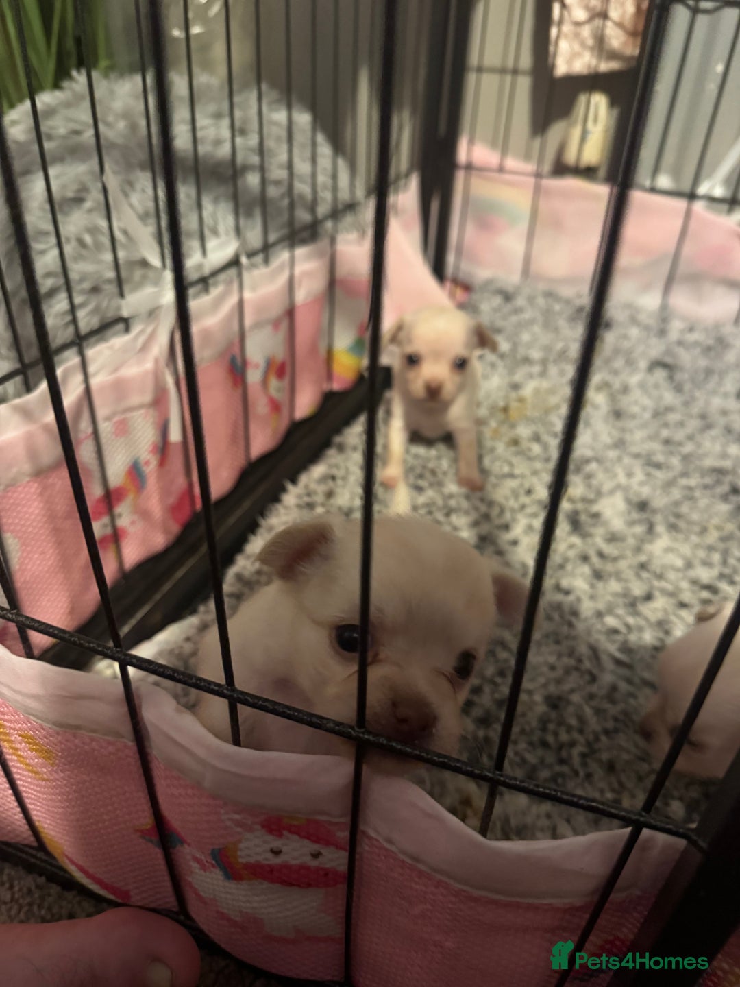 Chihuahua dogs for sale: Double chocolate platinum baby’s  - Image 16