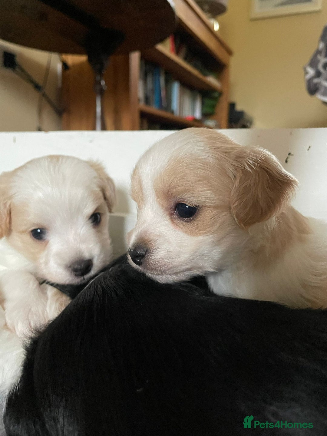 Maltipoo dogs for sale: 6 Beautiful Maltipoo Puppies for sale 🐶🐾 - Image 9