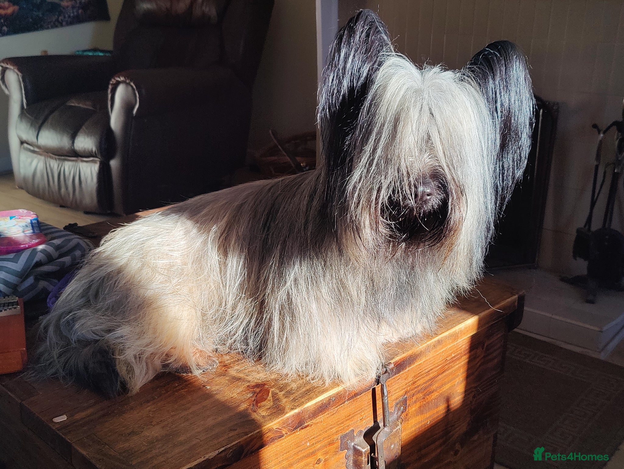 Skye Terrier dogs Skye Terrier - Advert 5