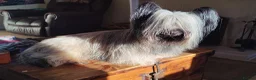 Skye Terrier dogs for sale: Skye Terrier - Advert 1