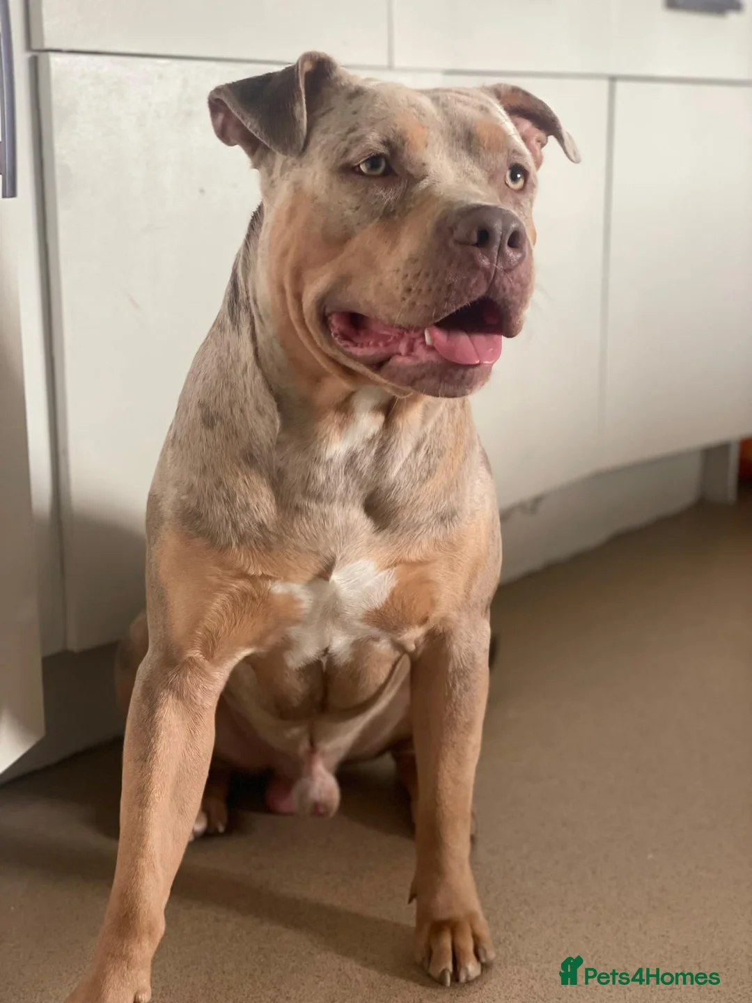 American Bulldog dogs for sale: MOSAIC - Advert 1