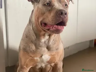 American Bulldog dogs MOSAIC - Advert 11