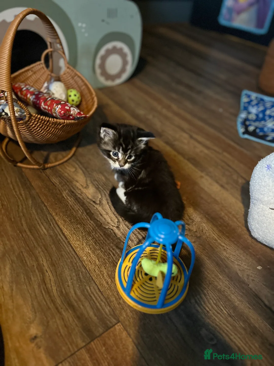 Maine Coon cats for sale: Last  2 Mainecoons kittens. left both boys  - Advert 8