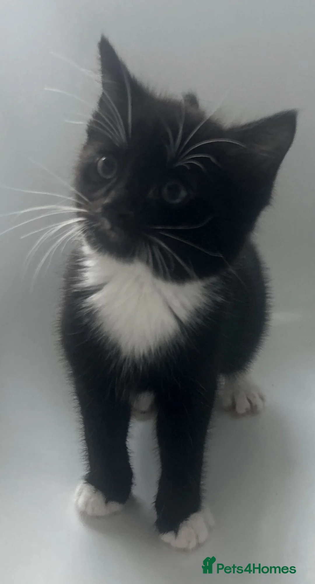 Mixed Breed cats for sale: Kittens  - Advert 2