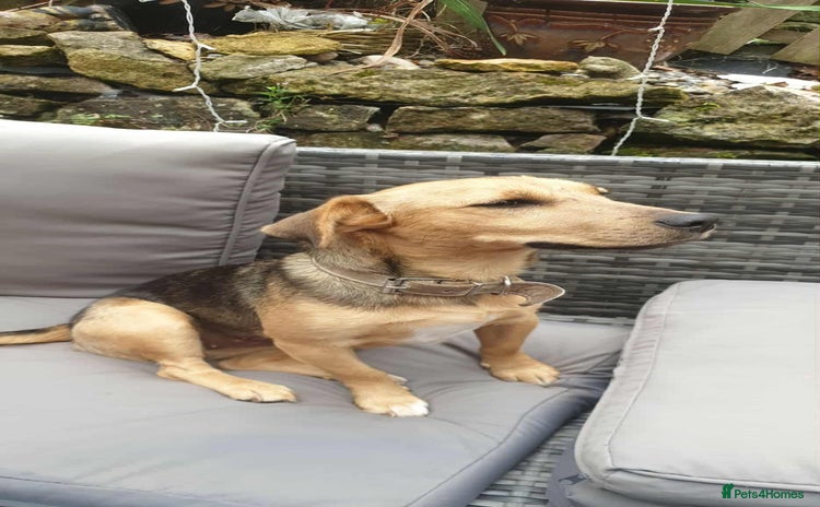 Mixed Breed dogs - Advert 10