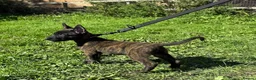 Belgian Shepherd Dog dogs for sale: Very well bred Dutch Herder Male  - Advert 1