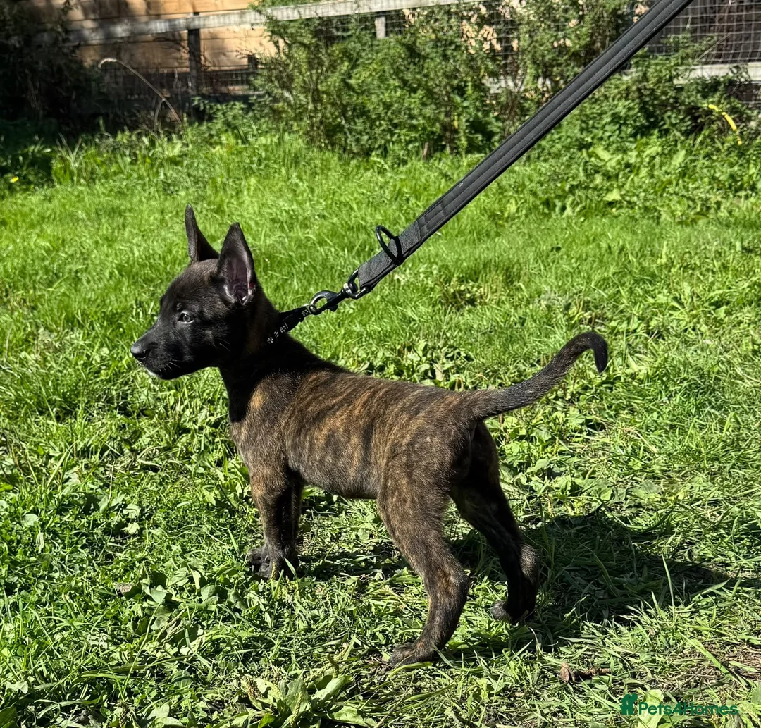 Belgian Shepherd Dog dogs for sale: Very well bred Dutch Herder Male  - Advert 1