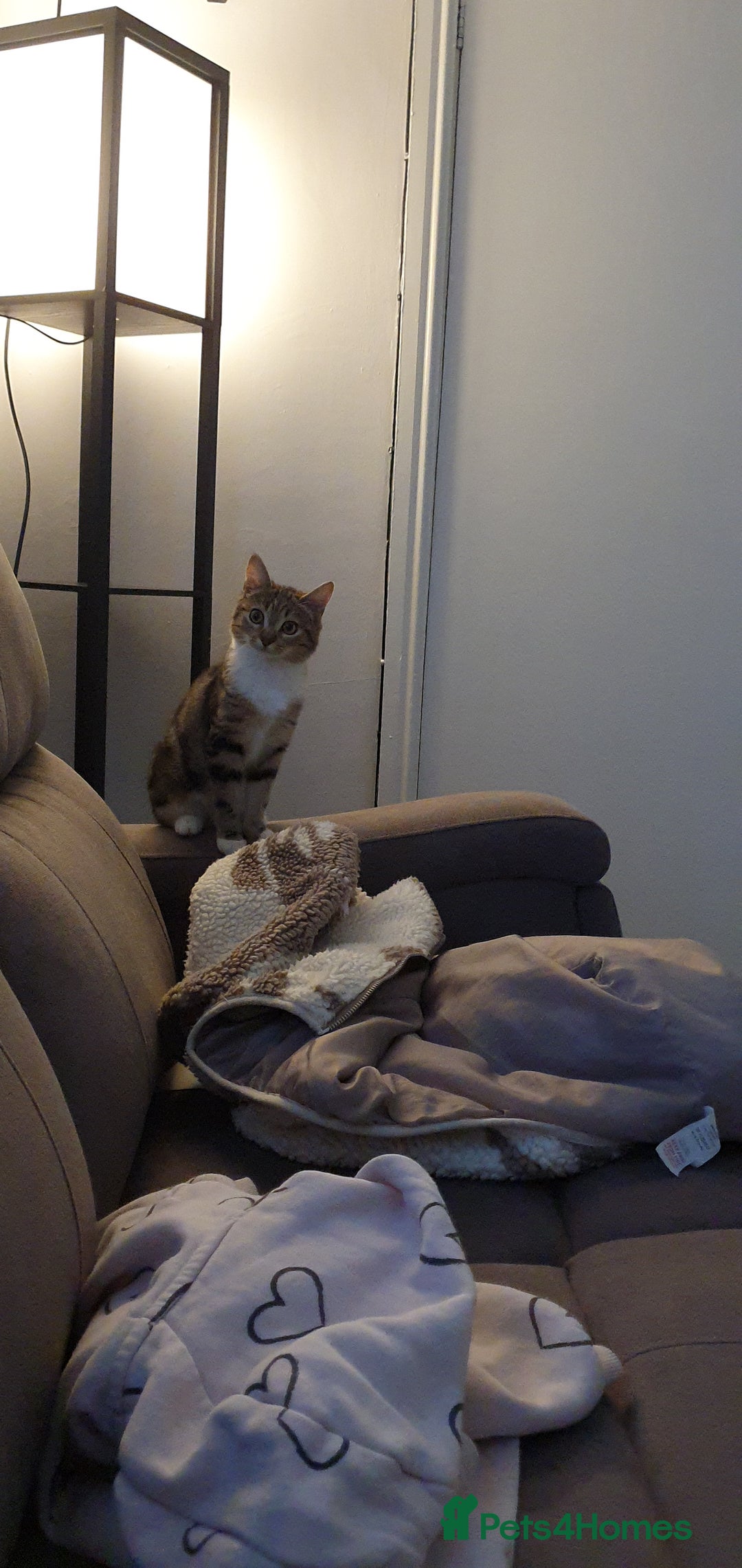 Mixed Breed cats for sale: Female tabby 6.5 months old - Advert 1