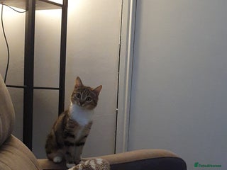 Mixed Breed cats Female tabby 6.5 months old - Advert 1