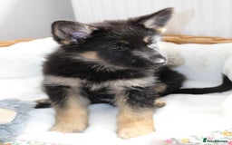 German Shepherd dogs for sale: Stunning Black & Gold kc.reg girl, health tested - Image 3
