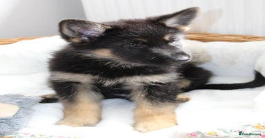 German Shepherd dogs - Advert 5